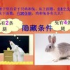 2025新港澳免费资科大全，兔、猴、鸡、牛，或2025年最精准免费精准资料全面释义明晰解答、专家解读解释与落实​-防范迷惑性推广