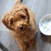 (猫咪不能坐火车怎么带回去)猫咪不让带上火车怎么办？探讨最佳解决方案来解决这个难题