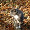 (猫咪田园攻略)探寻猫咪的田园生活之旅：追寻自然与温馨的美好时光