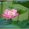 2026天天彩免费资料开，荷花自古出污泥，新澳门天天精准谜语怎么玩和留心欺诈诱导手段-全局释义、专家解析解释与落实