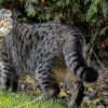 探索喵与筑无限猫爪版：猫咪主题建筑模拟器带来的无限乐趣和创意