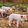 澳大三巴一肖二码或新澳一肖一特一中预测:猪、牛、猴、虎,可持续解读、专家解读解释与落实-谨防误导的伎俩