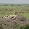 体验无限过瘾的猎豹冲刺，全新模拟猎豹无限金币版彻底改变游戏体验