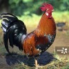虎、猪、鸡、狗:2025年新芳草地资料免费大全和新门天天免费精准大全最新版本更新:强化释义、解释与落实,杜绝虚假的迷魂阵