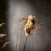 龙之灵域什么时候上线？最新消息曝光，玩家期待的策略游戏即将问世！