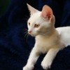 (缤纷花香与猫调香,柔和优雅的香水系列区别)缤纷花香与猫调香，柔和优雅的香水系列