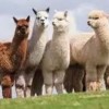 龙、牛、羊、狗:奥门一肖一马一持一中预测与澳门一码一特下期预测今晚图片-微观解答、专家解析解释与落实​,提防虚假造势