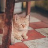 (猫咪公寓二的所有猫咪图鉴)猫咪公寓2突然消失？传言称要跑路？真相揭晓！