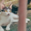 (猫三国破解版)猫三国阵容搭配指南：让你的猫咪战斗力UPUPUP，打造最强阵容！
