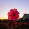 (花田是谁的作品)花田是谁？探寻花田背后的身世秘密与故事，揭开谜团引人入胜