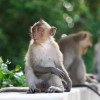 香港资料长期免费公开吗及2025新芳草地资料免费大全:猪、猴、龙、虎-标准释义、专家解读解释与落实,抵制虚假诱导套路