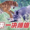 2025年正版资料免费最新真假294期：虎、猪、蛇、鼠及7777788888精准新疆095期：17-09-10-03-12-37 T:18和严防消费陷阱-传播剖析、解释与落实