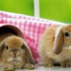 兔、猴、猪、鼠:2025新门正版免费资本大全查询,2025新门正版免费资料怎么用-通俗释义、专家解读解释与落实​,防范迷惑性推广