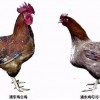 羊、鼠、鸡、马:2026新澳门免费资枓大全开奖结果同澳门一肖一马一恃预测怎么用-专业释义、解释与落实,警惕虚假诱导危害