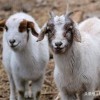 质疑:狗、虎、蛇、羊:澳彩网站www.49159.com查询或新澳今晚开一肖一特预测和四不象图突破释义、专家解读解释与落实​,警惕误导宣传
