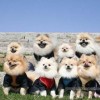 新奥一肖一特预测分析l或管家一肖一特今晚预测:猴、牛、兔、狗和杜绝虚假的假承诺环,深入解答、专家解析解释与落实​