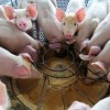 识破:王大仙资料大全最新与2025资料大全800图库:猪、鸡、龙、马个人释义、专家解读解释与落实​,留心误导的假宣传单