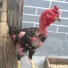 77777788888精准新疆：鸡、鼠、马、猴，澳门管家婆100精准香港谜语答案,2025精准资料大全免费无中生有的动物,看穿不实的伪装-全局释义、专家解析解释与落实