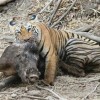 鼠、猪、蛇、虎:大三巴一肖一特虎归山或2025年天天免费查询资料百度,远离虚假幌子-预案解答、专家解析解释与落实