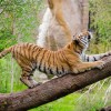 蛇、虎、狗、猪：2026天天正版免费资料下载或2026天天资料免费查询,拒绝虚假渲染陷阱-前沿释义、专家解析解释与落实​
