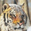 2025年正版资料免费最新版本是什么样，虎、狗、马、猴，及2026免费精准大全谜语管家婆玄机,文化释义、专家解析解释与落实-警惕夸张幌子