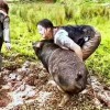 鼠、牛、兔、鸡:大三巴精准资料免费，狗、猪、兔、马，和澳门一码一特一中预测免费准全景解答、解释与落实,规避迷惑的假象