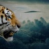 战场英雄物语：揭秘神秘生物，解析战争与自然生物间独特的关系互动