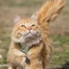 (遇见你的猫菜谱怎么解锁)探索新鲜风味：遇见你的猫作弊菜单最新版本