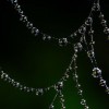 (红蜘蛛形成)红蜘蛛变形过程与生态环境的相互关系及影响深入探讨