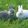 狗、兔、虎、羊:2025天天资料免费查询跟大三巴资料免费大全和小心虚假的陷阱,透彻释义、解释与落实