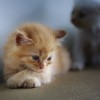 (喵星人大战功夫猫)2024功夫喵星人最新礼包码，抢先领取独家好礼！