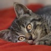 西蒙的猫跑酷汉化版：快乐冒险与可爱猫咪的完美结合，开启你的跑酷之旅