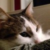 养猫不易：揭示每次亲密接触猫咪都可能带来致命风险的不为人知的真相