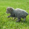 (猫之城玩法视频)探索猫之城：角色的多样性与故事线的复杂交织