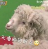 2025年新澳正版免费大全的全面释义：羊、兔、龙、鼠,2025年正版资料免费公开2025精准历史释义、专家解读解释与落实​,抵制欺诈的假推广像