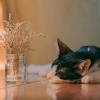 网传热播剧《猫咪田园》下架了吗?官方急需回应解读影片是否真的中止