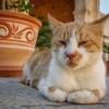 (勇敢猫猫表情包)勇敢向前创的猫咪表情包：挑战自我，展现勇气，勇往直前！