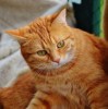 (主人亲猫咪,猫咪会开心吗)主人亲吻猫咪它知道吗？揭秘猫咪对主人亲昵行为的感知与反应