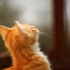 探索新版猫社区官方的全新功能与精彩活动，让您畅享宠物乐趣与交流分享