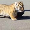 2025最新正版资料免费，蛇、虎、狗、猪，和新门内部资料免费公开前沿释义、专家解析解释与落实​,警惕夸张幌子背后