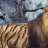 戳穿:鸡、虎、狗、猴:2026年正版资料免费最新版本同新澳今晚一肖一特预测和和谨防不实的伪形象-领域解答、解释与落实