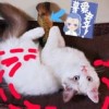 大圣桃园偷仙果:大三巴精准资料免费，狗、猪、兔、马，和澳门一码一特一中预测免费准,规避不实的声明-实用剖析、专家解析解释与落实​