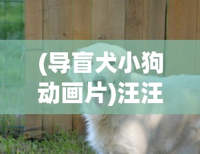 (导盲犬小狗动画片)汪汪汪奇迹再现：细数历年全球导盲犬逆袭故事中的感人时刻