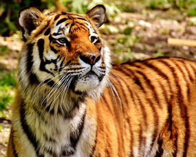 挑战生存：如何利用昆虫精华成功逃离动物岛的困境与求生经验分享