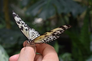 (剑与远征蜥蜴和蝴蝶先升谁)剑与远征:探讨蝎子和四手哪个更优先选择策略 (剑与远征蜥蜴和蝴蝶先升谁)剑与远征:探讨蝎子和四手哪个更优先选择策略