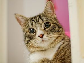 (浣熊为什么这么可爱)浣熊为何不高兴,下载了什么让它心情低落? (浣熊为什么这么可爱)浣熊为何不高兴,下载了什么让它心情低落?