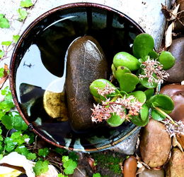 (鹅卵石的用法)使用鹅卵石的作用及其特点分析 (鹅卵石的用法)使用鹅卵石的作用及其特点分析