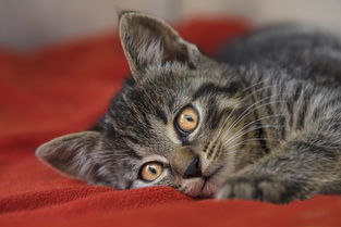 《群雄逐鹿之君临天下手游》：体验策略推演，征战乱世征服天下的战略手游