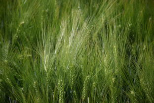 探寻水浒q传手游官方网站的最新动态和攻略指南，玩转游戏乐趣，精彩不容错过!