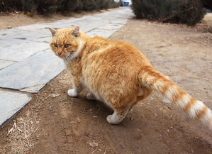 当遇见喵克斯更新后，只留下了猫的世界：新版本带来猫王登场，萌物横行主宰！